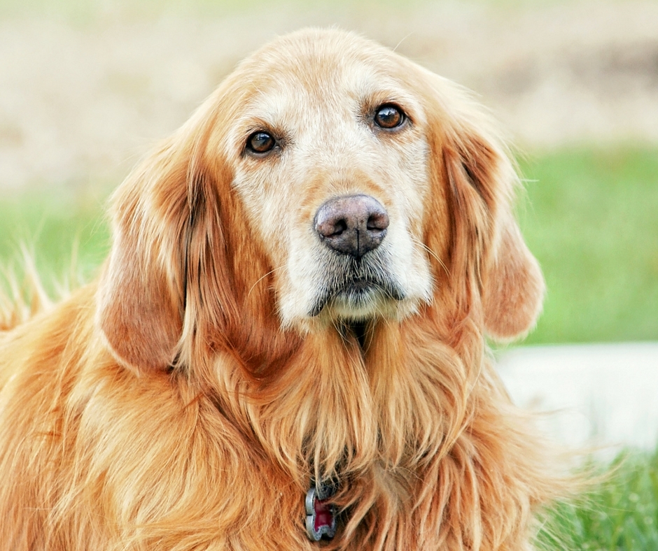 Adult Dog Golden Retriever